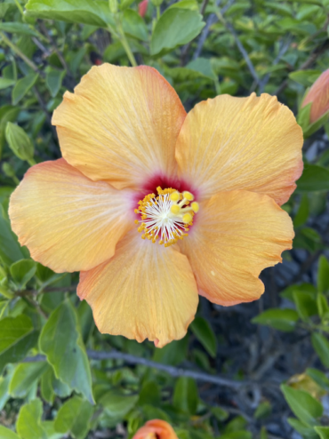 flower-san-diego