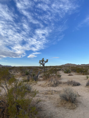 joshua tree 2020